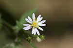 Common blue wood aster